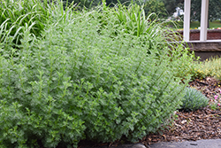 Southern Wormwood (Artemisia abrotanum) at A Very Successful Garden Center