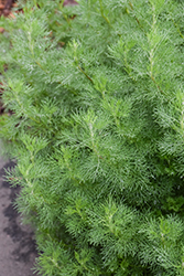 Southern Wormwood (Artemisia abrotanum) at A Very Successful Garden Center