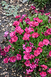 Beauties Tiiu Pinks (Dianthus 'Hilarian') at A Very Successful Garden Center