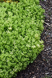 Summer Snow Stonecrop (Sedum spurium 'Summer Snow') at A Very Successful Garden Center