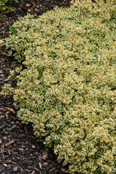 What A Doozie Stonecrop (Sedum spurium 'Spiraling Doozie') at Stonegate Gardens