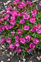 Beauties Melinda Pinks (Dianthus 'Melinda') at Lakeshore Garden Centres