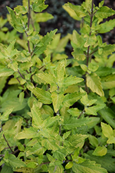 Gold Crest Caryopteris (Caryopteris x clandonensis 'Gold Crest') at Lakeshore Garden Centres