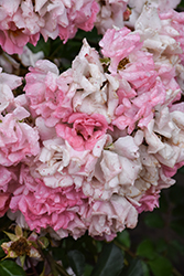 Blushing Drift Rose (Rosa 'Meifranjin') at A Very Successful Garden Center