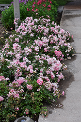 Blushing Drift Rose (Rosa 'Meifranjin') at A Very Successful Garden Center