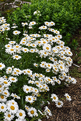 Flower Power Shasta Daisy (Leucanthemum x superbum 'Flower Power') at A Very Successful Garden Center