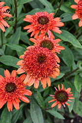 Moab Sunset Coneflower (Echinacea 'Moab Sunset') at A Very Successful Garden Center