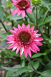 Giddy Pink Coneflower (Echinacea 'Giddy Pink') at A Very Successful Garden Center