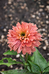Fresco Apricot Coneflower (Echinacea 'Apricot') at A Very Successful Garden Center
