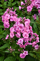 Sweet Summer Compact Pink with Eye Garden Phlox (Phlox paniculata 'Sweet Summer Compact Pink with Eye') at A Very Successful Garden Center