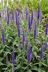 Forever Blue Speedwell (Veronica longifolia 'Balverevlu') at Stonegate Gardens