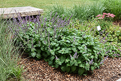 Lilac Sage (Salvia verticillata) at A Very Successful Garden Center