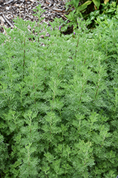 Leprechaun Southernwood (Artemisia abrotanum 'Leprechaun') at Stonegate Gardens