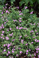 Russell Prichard Cranesbill (Geranium x riversleaianum 'Russell Prichard') at Lakeshore Garden Centres