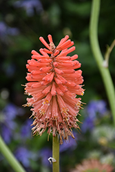 Torchlily (Kniphofia caulescens) at Stonegate Gardens