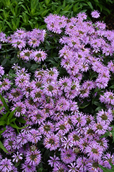 Leading Lady Lilac Beebalm (Monarda 'Leading Lady Lilac') at A Very Successful Garden Center