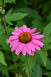 Mooodz In Love Coneflower (Echinacea 'Hilmooinlo') at A Very Successful Garden Center