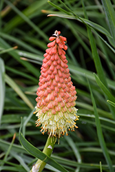 Royal Castle Torchlily (Kniphofia 'Royal Castle') at A Very Successful Garden Center