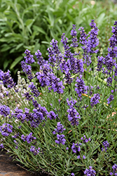 Wee One Lavender (Lavandula angustifolia 'Wee One') at Stonegate Gardens