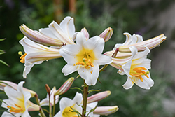 Regal Lily (Lilium regale) at A Very Successful Garden Center