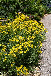 Engelmann's Daisy (Engelmannia peristenia) at A Very Successful Garden Center