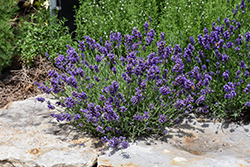 Wee One Lavender (Lavandula angustifolia 'Wee One') at Lakeshore Garden Centres