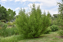 New Mexico Privet (Forestiera neomexicana) at Lakeshore Garden Centres