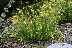 Mersea Yellow Pineleaf Beard Tongue (Penstemon pinifolius 'Mersea Yellow') at Stonegate Gardens