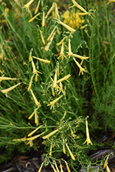 Mersea Yellow Pineleaf Beard Tongue (Penstemon pinifolius 'Mersea Yellow') at A Very Successful Garden Center