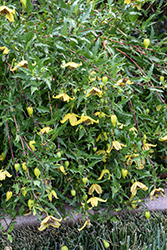 Mongolian Gold Clematis (Clematis fruticosa 'Mongolian Gold') at Lakeshore Garden Centres