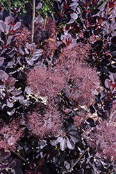 Velveteeny Purple Smokebush (Cotinus coggygria 'Cotsidh5') at Lakeshore Garden Centres