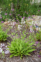 Foxglove Beardtongue (Penstemon digitalis) at A Very Successful Garden Center