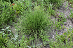 Undaunted Ruby Muhly Grass (Muhlenbergia reverchonii 'PUND01S') at Lakeshore Garden Centres