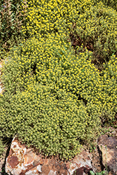 Mountain Alyssum (Alyssum montanum) at Stonegate Gardens
