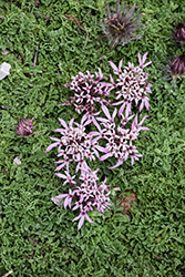 Carpeting Pincushion Flower (Pterocephalus depressus) at A Very Successful Garden Center