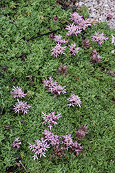 Carpeting Pincushion Flower (Pterocephalus depressus) at A Very Successful Garden Center