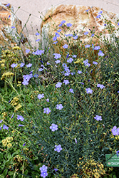 Narbonne Blue Flax (Linum narbonense) at Lakeshore Garden Centres