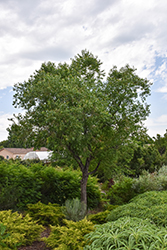 Peach-Leaved Willow (Salix amygdaloides) at A Very Successful Garden Center