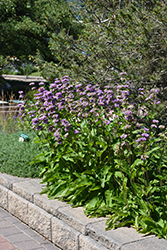 Cashmere Sage (Phlomis cashmeriana) at A Very Successful Garden Center