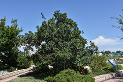 Gambel Oak (Quercus gambelii) at A Very Successful Garden Center