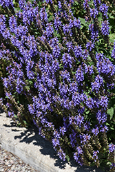 Blue Queen Sage (Salvia x sylvestris 'Blue Queen') at A Very Successful Garden Center