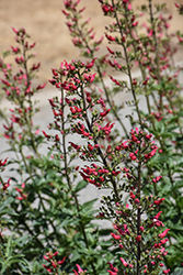 Red Birds In A Tree (Scrophularia macrantha) at A Very Successful Garden Center