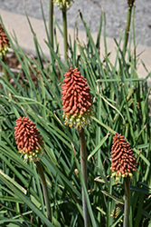 Torchlily (Kniphofia caulescens) at Stonegate Gardens
