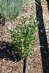 Silver Totem Buffaloberry (Shepherdia argentea 'Totem') at A Very Successful Garden Center