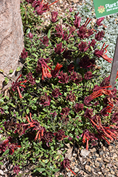 Marian Sampson Scarlet Monardella (Monardella macrantha 'Marian Sampson') at A Very Successful Garden Center