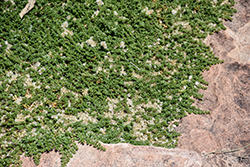 Creeping Nailwort (Paronychia kapela ssp. serpyllifolia) at Stonegate Gardens