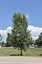 Narrowleaf Cottonwood (Populus angustifolia) at A Very Successful Garden Center