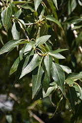 Narrowleaf Cottonwood (Populus angustifolia) at Lakeshore Garden Centres