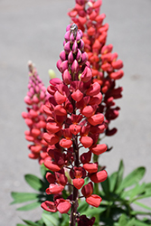 West Country Towering Inferno Lupine (Lupinus 'Towering Inferno') at Stonegate Gardens