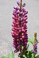 West Country Masterpiece Lupine (Lupinus 'Masterpiece') at A Very Successful Garden Center